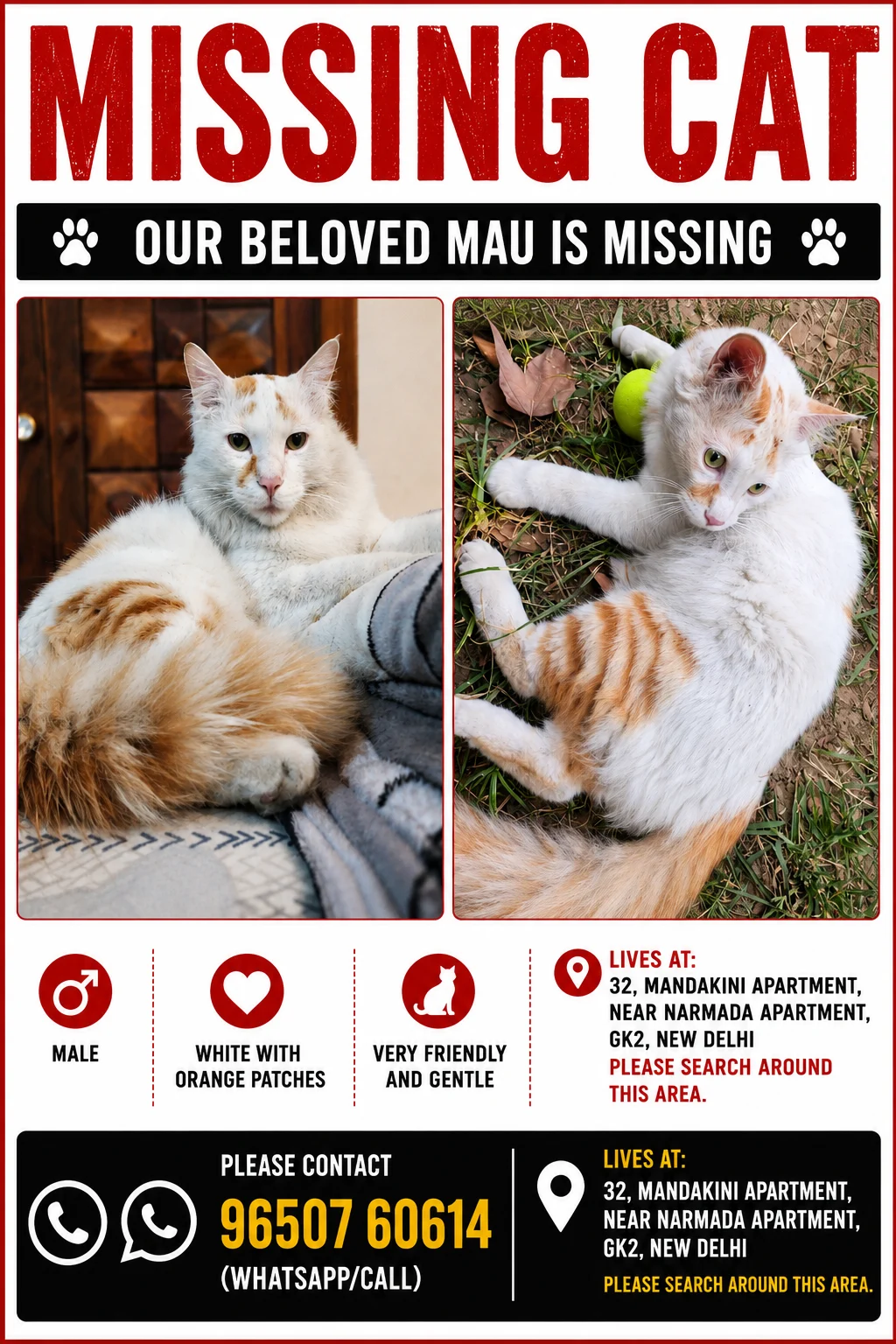 A designed 'Missing Cat' poster with two photos of a white cat with orange patches, plus a Delhi address and a contact number.