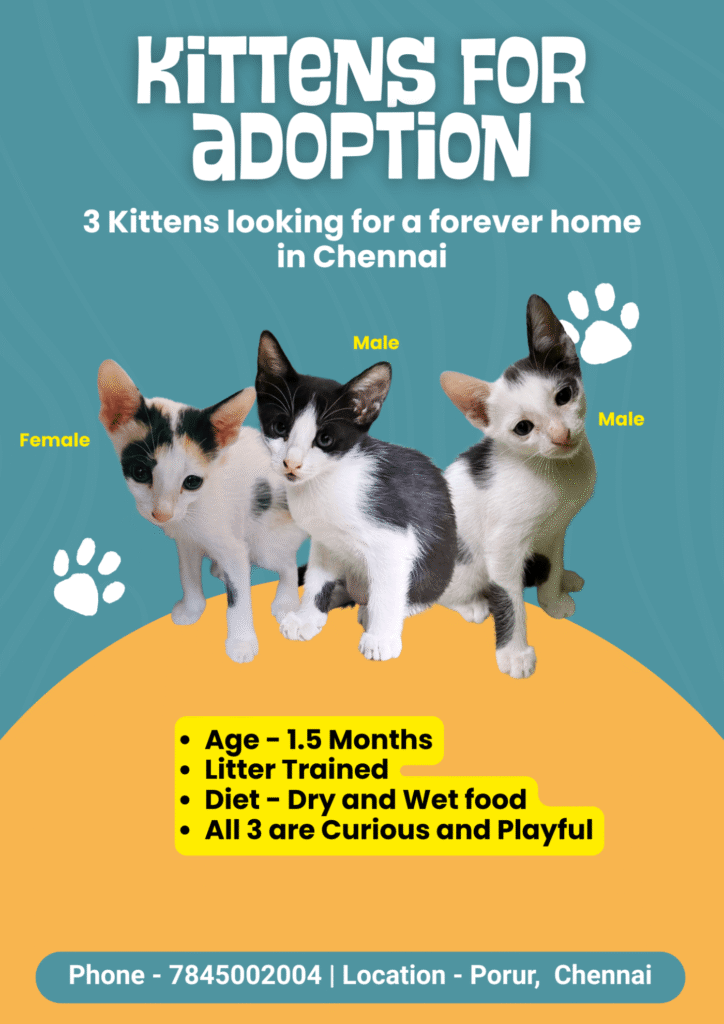 Three 1.5-month-old kittens, a calico female and two black-and-white males, in Porur, Chennai
