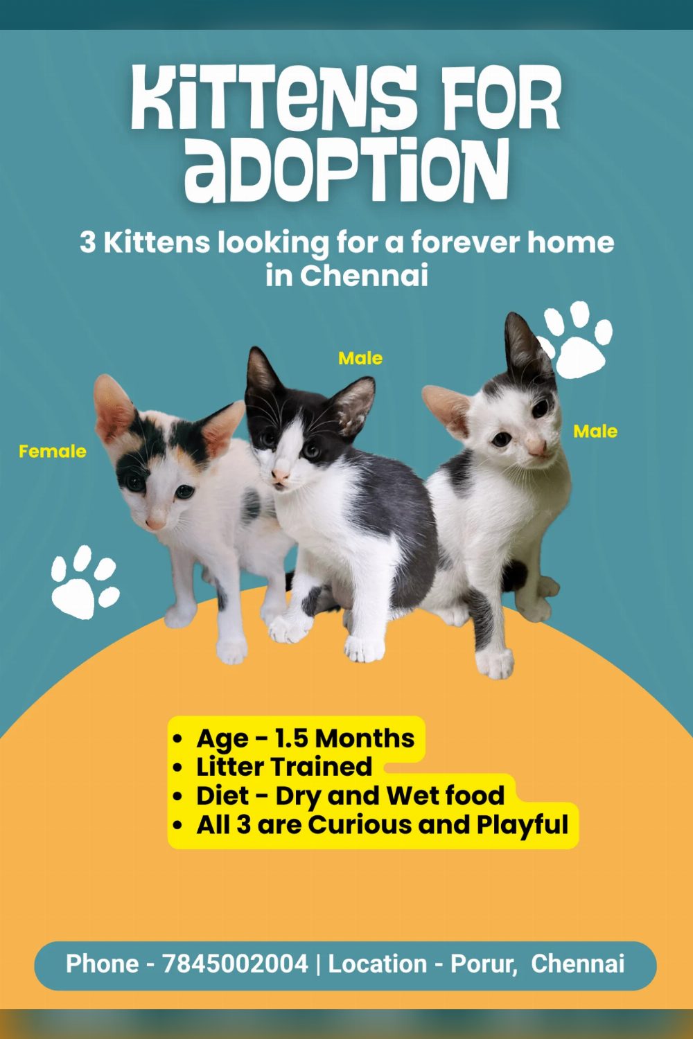 Three Litter-Mate Kittens Born at Home in Porur — Chennai