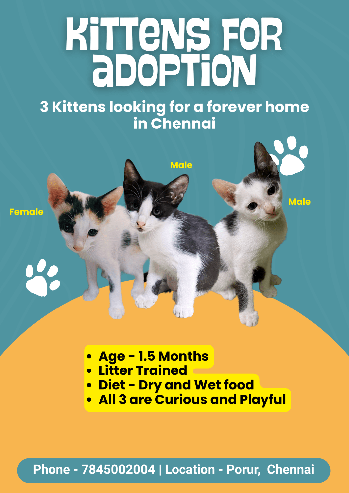Three Litter-Mate Kittens Born at Home in Porur — Chennai