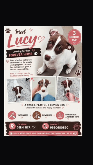 Adoption Appeal for this beauty - pet in Delhi NCR