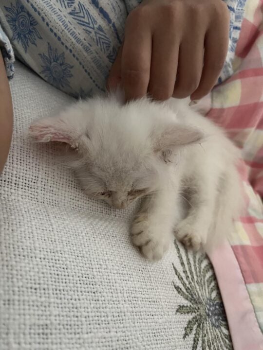 A 50-day-old Persian kitten, homed the same day she was posted, adoptable cat in Kochi