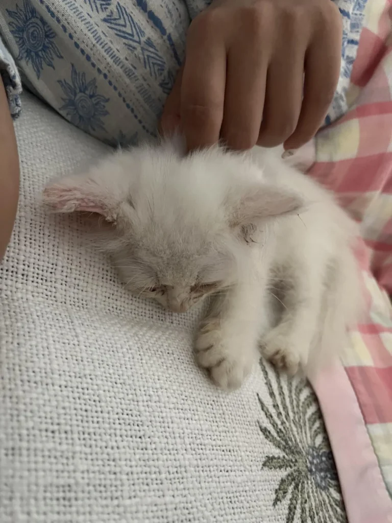 A 50-day-old white Persian kitten from Ernakulam, Kerala, adopted the same day her appeal was posted