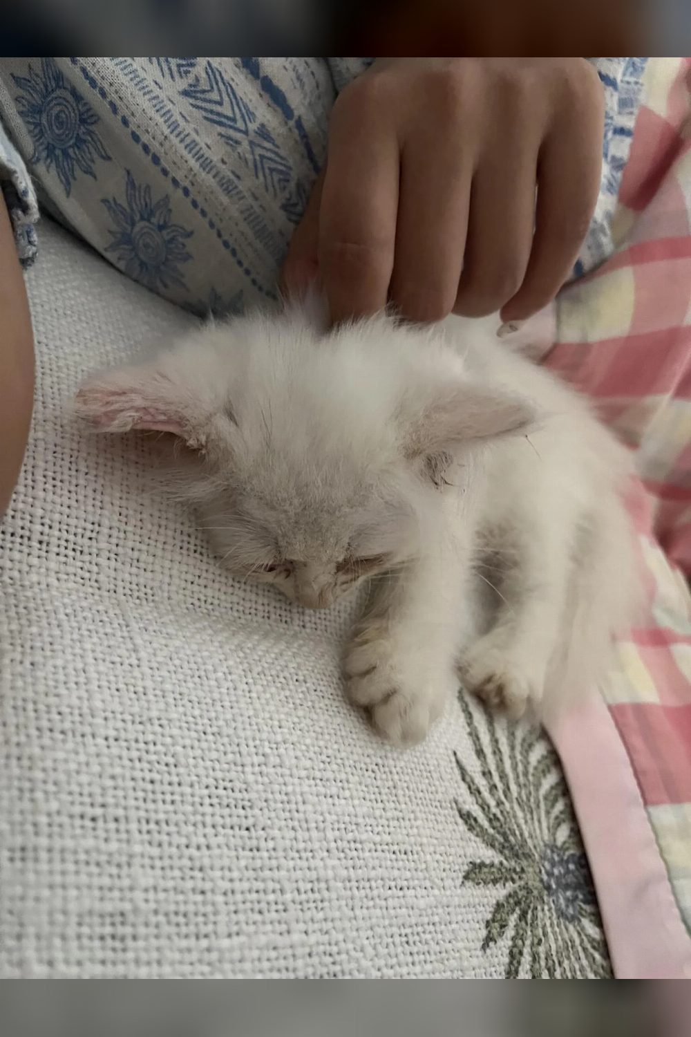 A 50-day-old Persian kitten, homed the same day she was posted — Kochi