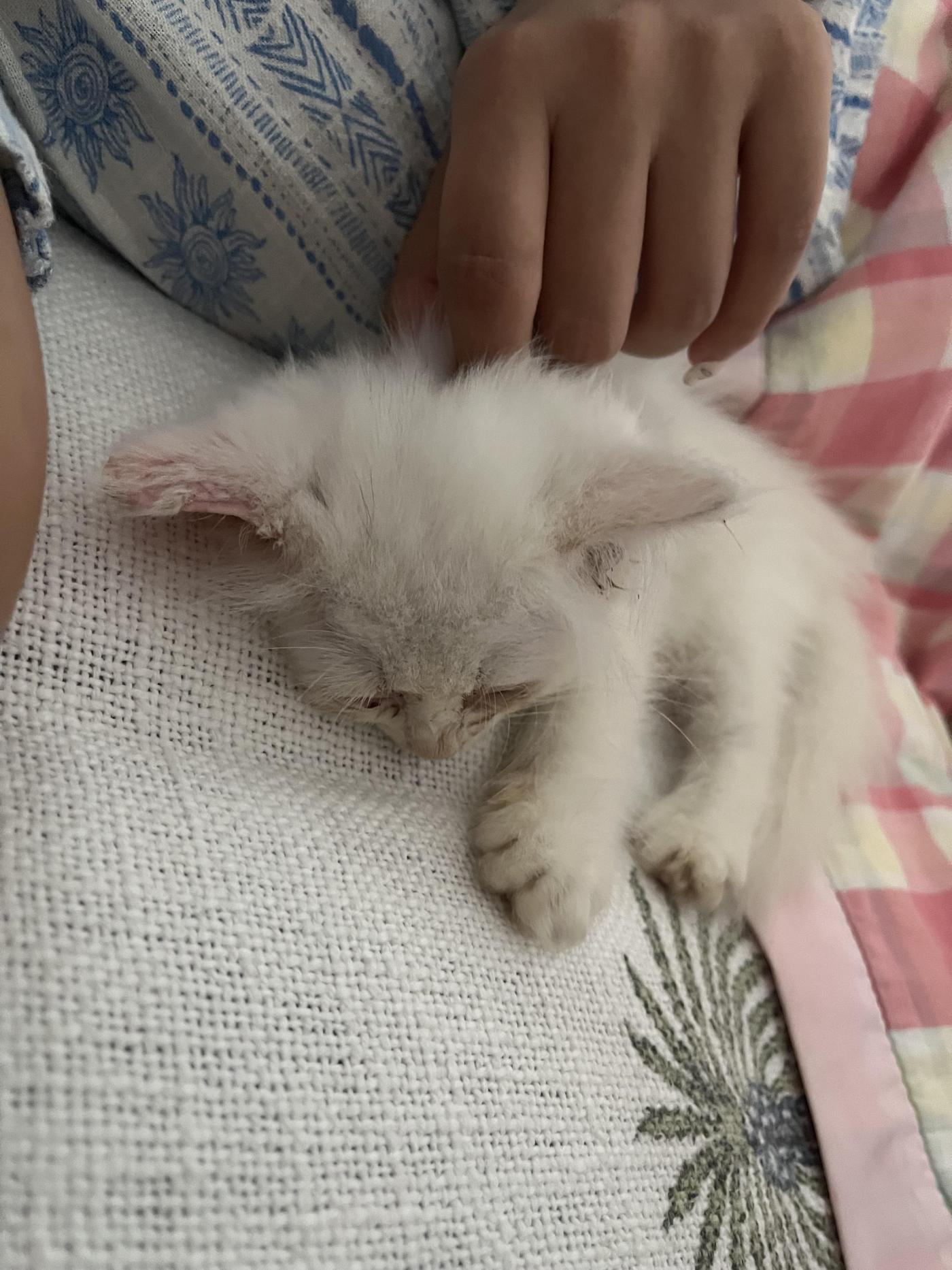 A 50-day-old Persian kitten, homed the same day she was posted — Kochi