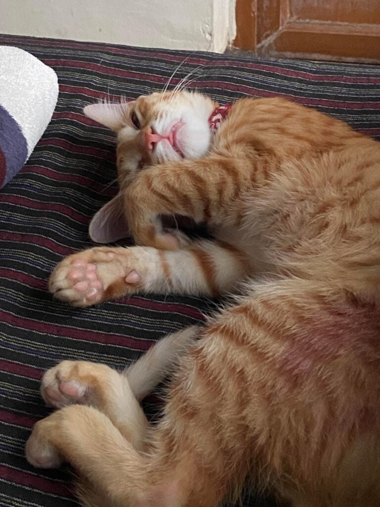 A five-month-old orange tabby cat stretched out on striped fabric in Koramangala, Bengaluru