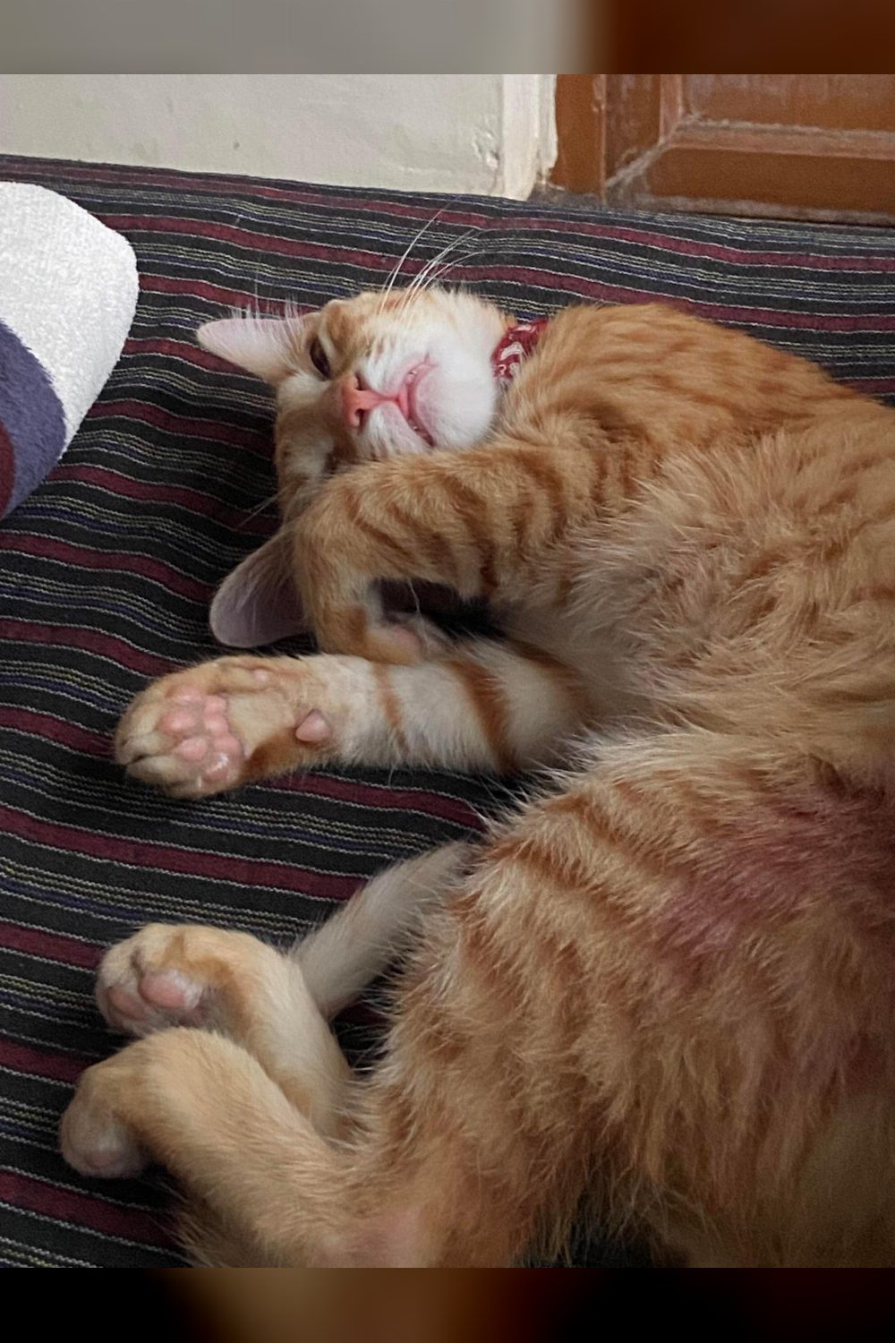 A five-month-old orange tabby in Koramangala needs a new home — Bengaluru