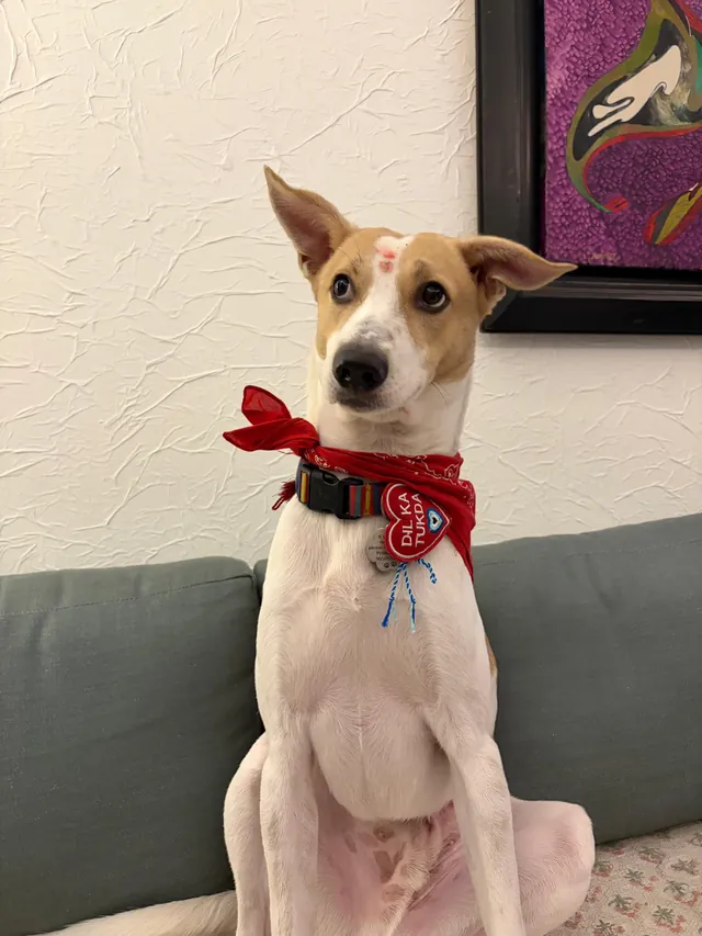 Mr Gray the dog wearing a red Rakhi bandana with a
