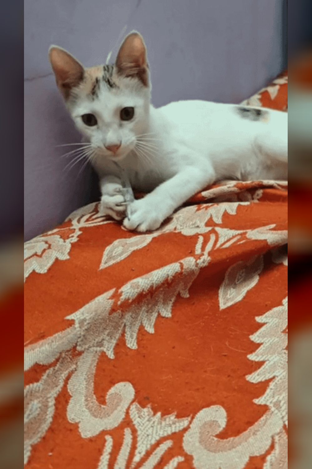 Mei survived a five-floor fall and is the last of her litter still waiting — Delhi NCR