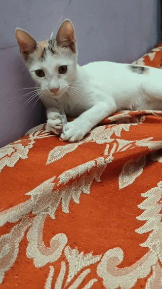 Mei, a mostly white calico kitten with grey and ginger markings, photographed indoors in Delhi after recovering from a fall