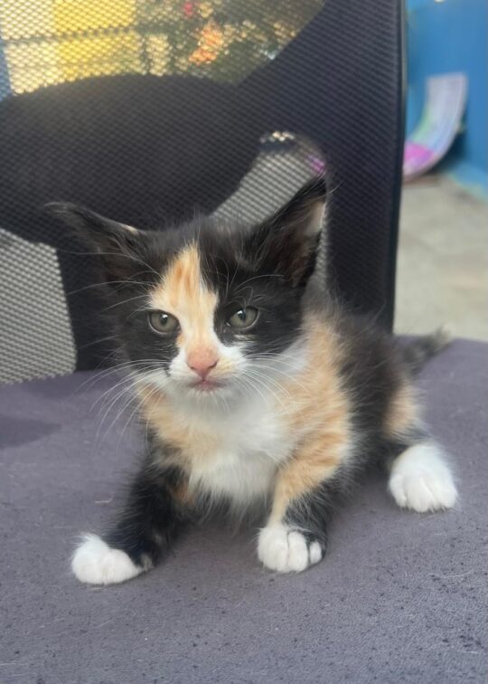 Four Kittens Rescued From a Stray Mother Cat Need Homes, adoptable cat in Bengaluru