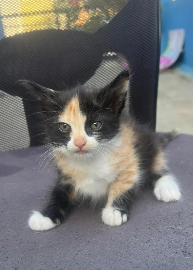 One of four one-month-old kittens born to a stray mother cat, photographed indoors in Bengaluru