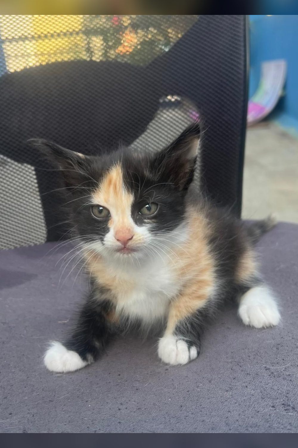 Four Kittens Rescued From a Stray Mother Cat Need Homes — Bengaluru