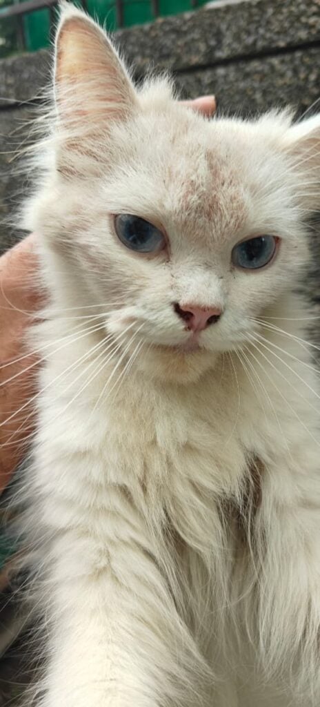 Rescued Female Persian Cat Up for Adoption — Responsible Home Only - kitten in Delhi NCR