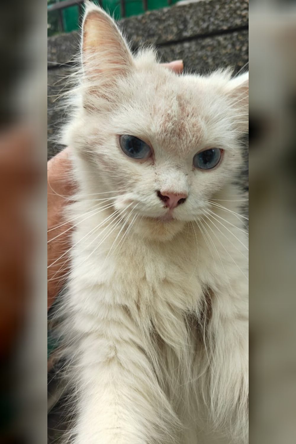 A rescued Persian cat in Delhi is halfway through her treatment