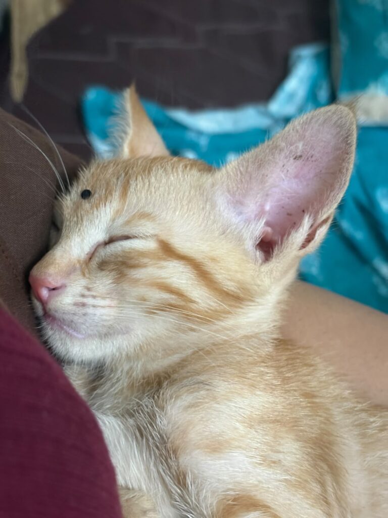 A sleepy ginger kitten rests its head against a person's arm, eyes half closed