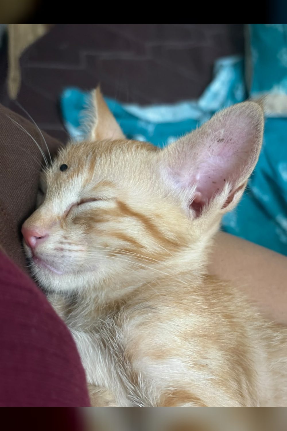 Coco, a Litter-Trained Kitten in Patel Nagar Ready for a Home — Delhi NCR