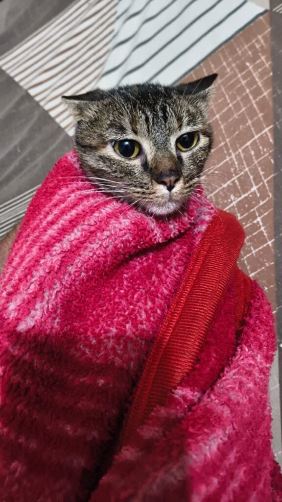 Piku, a one-year-old brown tabby cat wrapped in a towel, up for adoption in Delhi NCR (listing 97672)