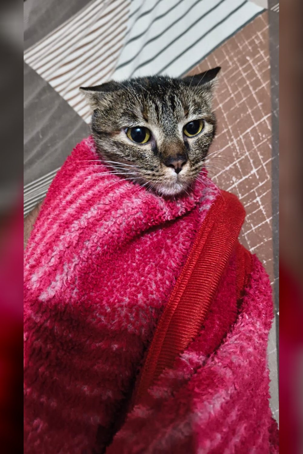 Piku, a one-year-old litter-trained indie cat — Delhi NCR