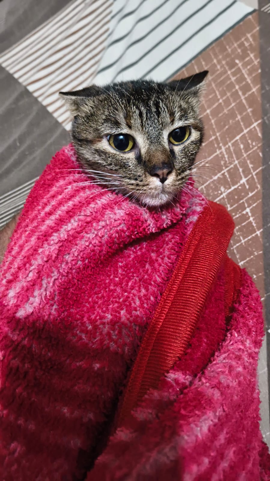 Piku, a one-year-old litter-trained indie cat — Delhi NCR