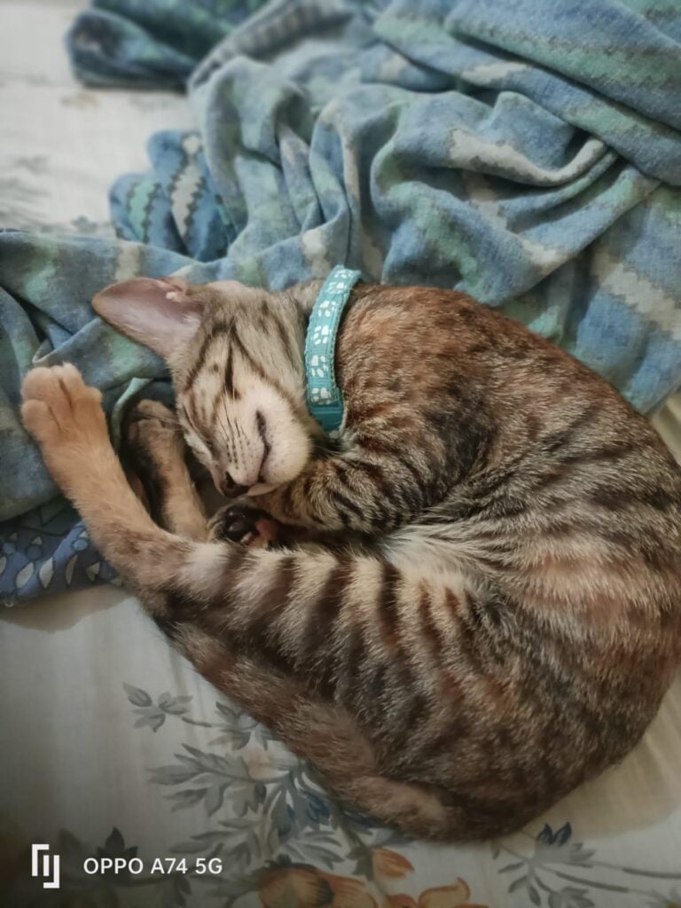 Adopt Kishmish (Delhi/NCR) - pet in Delhi NCR
