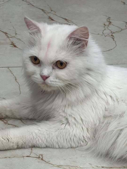 Moon, a Quiet Nine-Month-Old Persian Cat, Needs a Single-Cat Home, adoptable cat in Delhi NCR