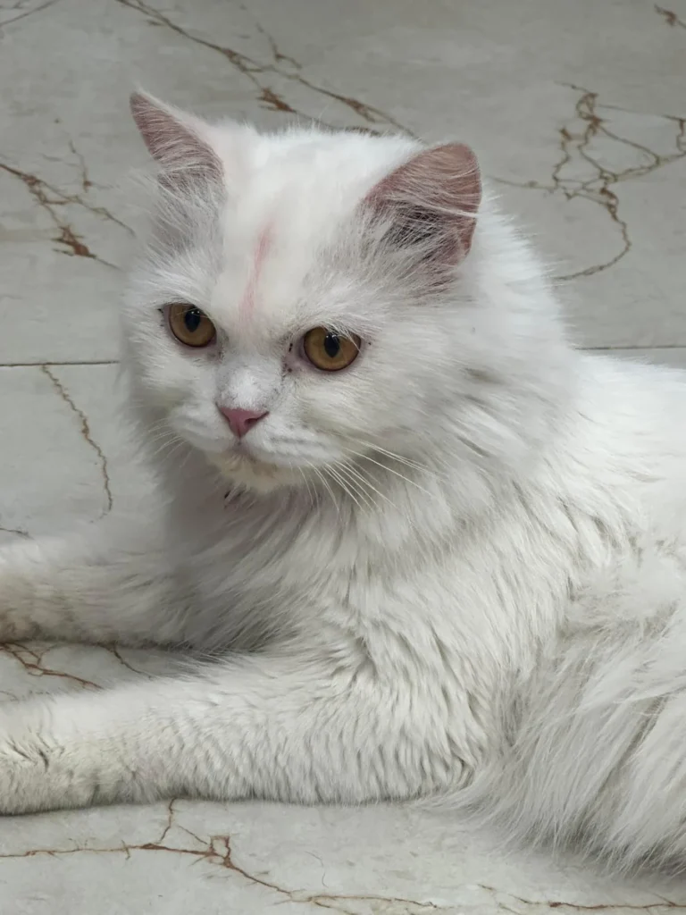 Looking for a Loving Home for Moon : Female Persian Cat for Adoption | Delhi/NCR - kitten in Delhi NCR