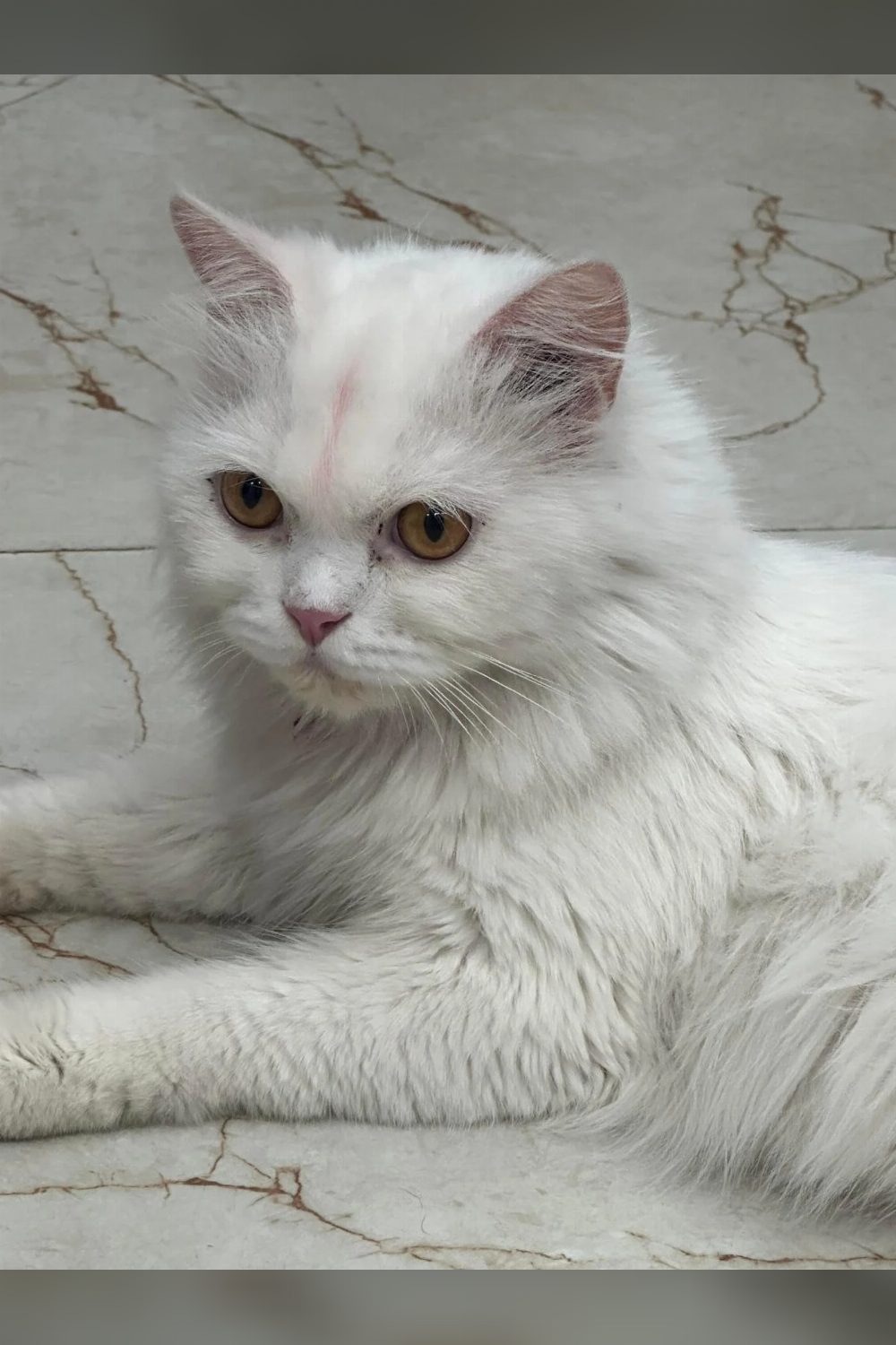 Moon, a Quiet Nine-Month-Old Persian Cat, Has Been Adopted — Delhi NCR
