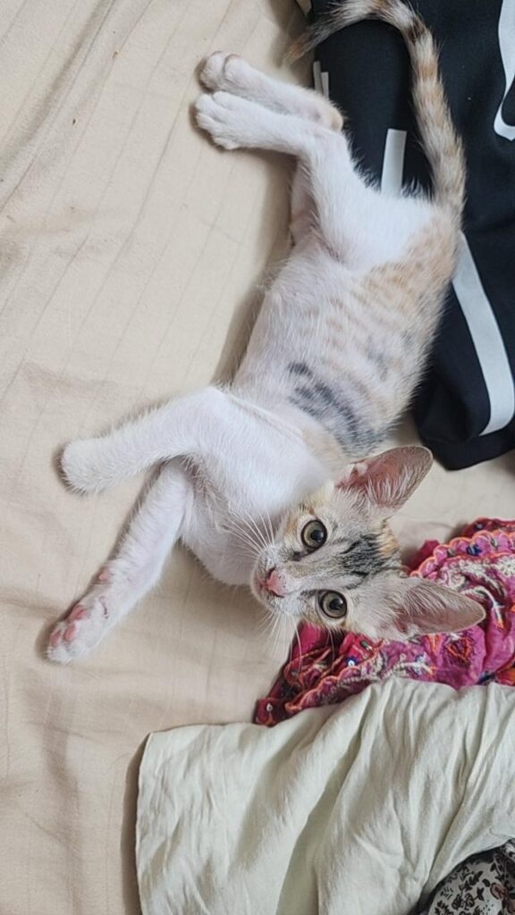 Kiro, a two-month-old three-legged kitten up for adoption in Mumbai