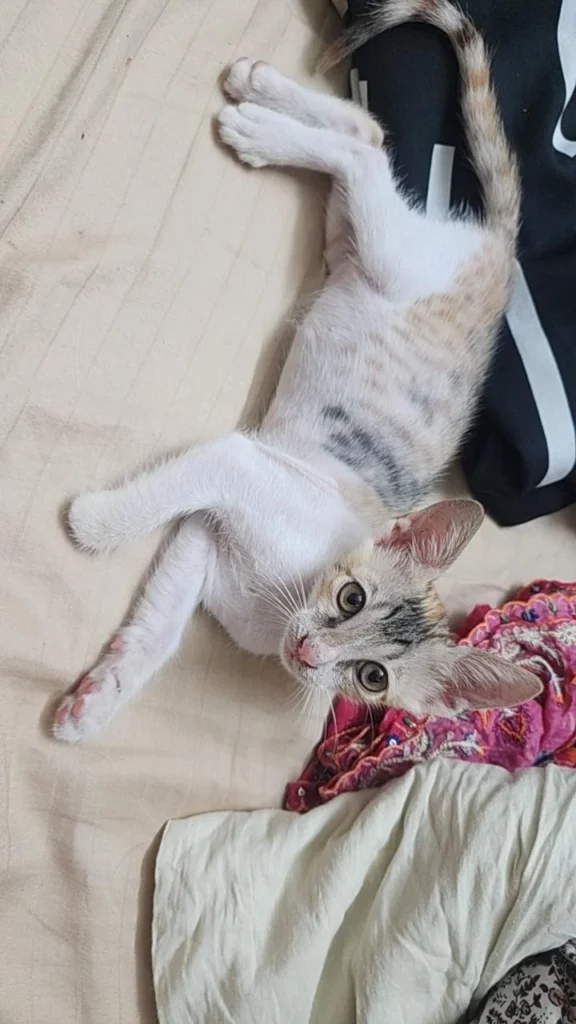 Kiro, a two-month-old three-legged kitten up for adoption in Mumbai