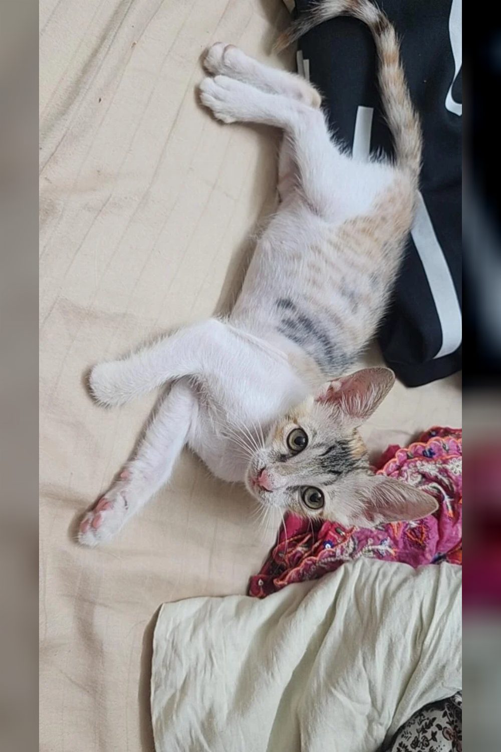 Kiro, a two-month-old kitten missing one paw, up for adoption — Mumbai