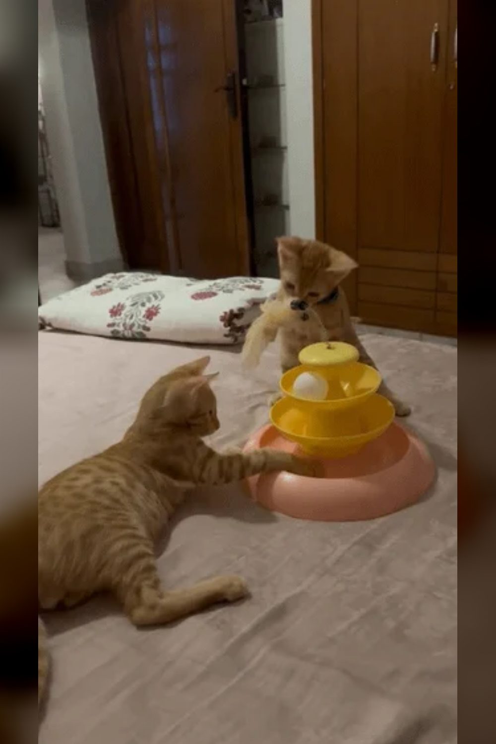 Meet Nacho and Cheeto: 3-Month-Old Indie Kittens in Malviya Nagar, Delhi