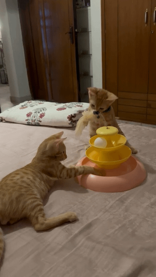 Nacho and Cheeto: Indie Puppies for Adoption in Malviya Nagar, Delhi - pet in Delhi NCR (listing 97659)