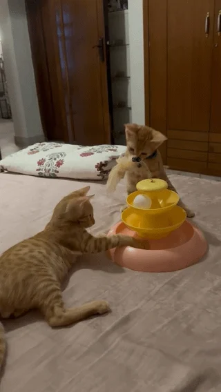 Meet Nacho and Cheeto: 3-Month-Old Indie Kittens in Malviya Nagar, Delhi - pet in Delhi NCR (listing 97659)
