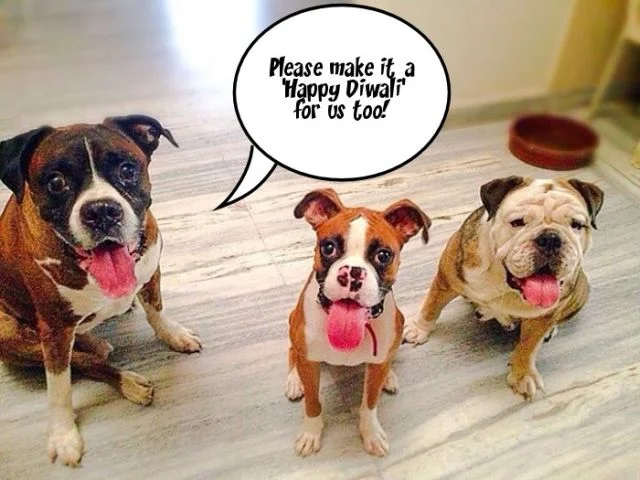 A dog with a message for a noise-free Diwali