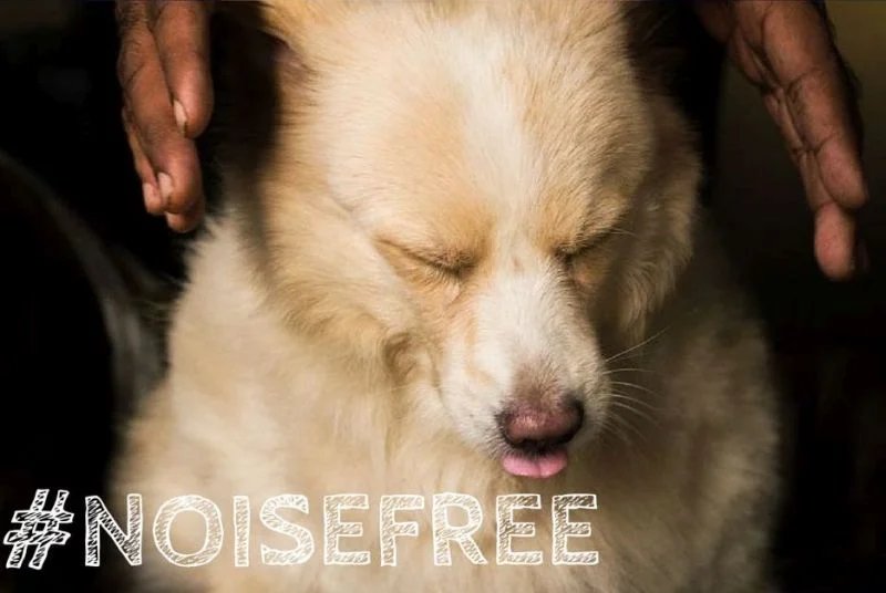 A dog holds a Say No to Crackers sign for a NoiseFree Diwali