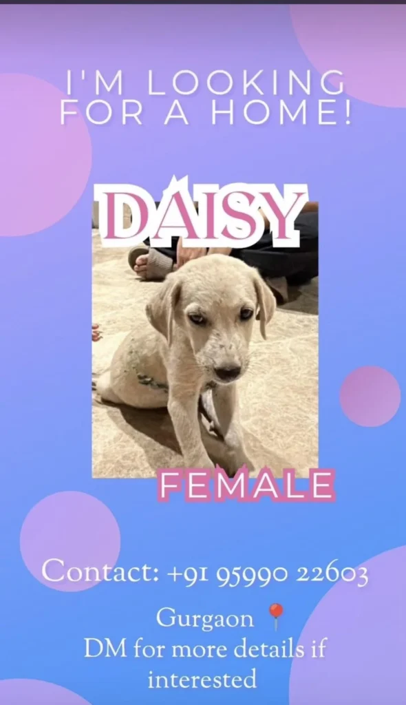 Adopt Daisy! Sweet female puppy looking for a loving forever home! (Gurgaon;NCR) - puppy in Delhi NCR