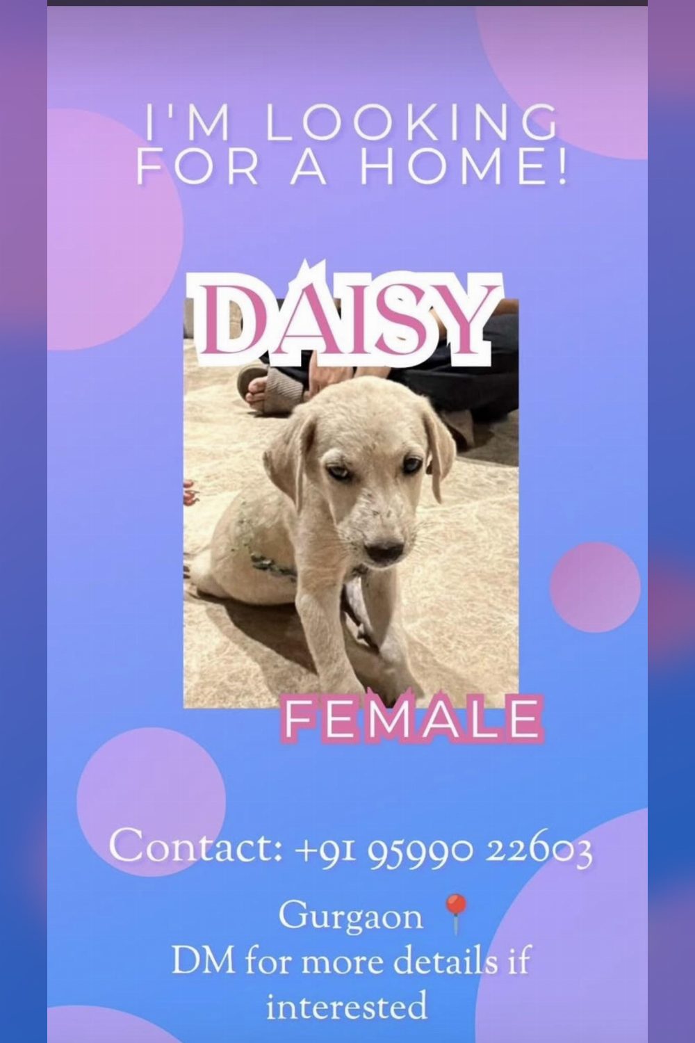 Daisy, a Sweet Female Puppy Looking for a Home — Delhi NCR