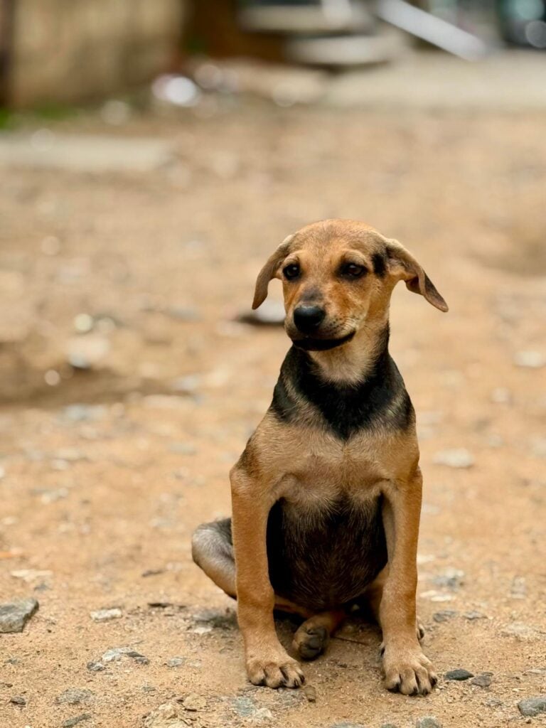 Hazel, a 4-month-old indie puppy, needs a home, adoptable dog in Bengaluru