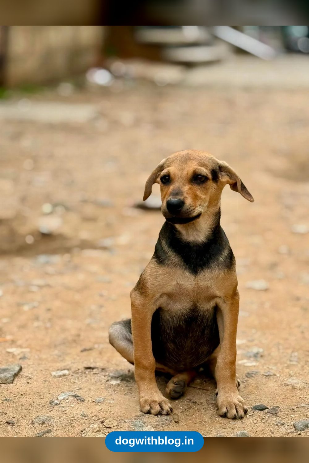 Hazel, a 4-month-old indie puppy, needs a home — Bengaluru