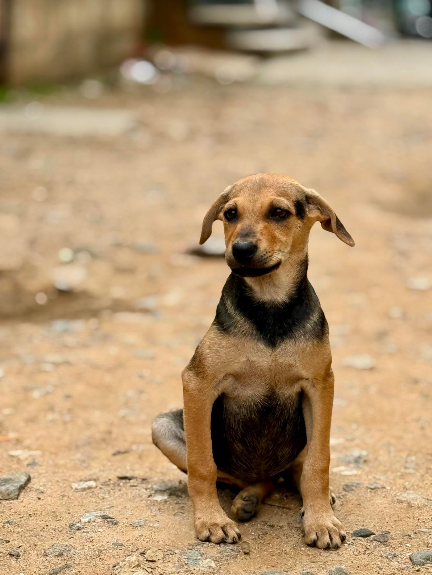 Hazel, a 4-month-old indie puppy, needs a home — Bengaluru