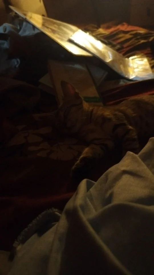Gaitonde, a Sleepy Tabby Cat, Is Looking for a Home, adoptable cat in Delhi NCR