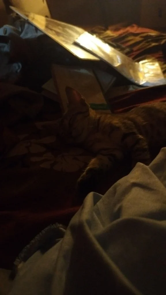 A brown tabby cat curled up and sleeping on a bed