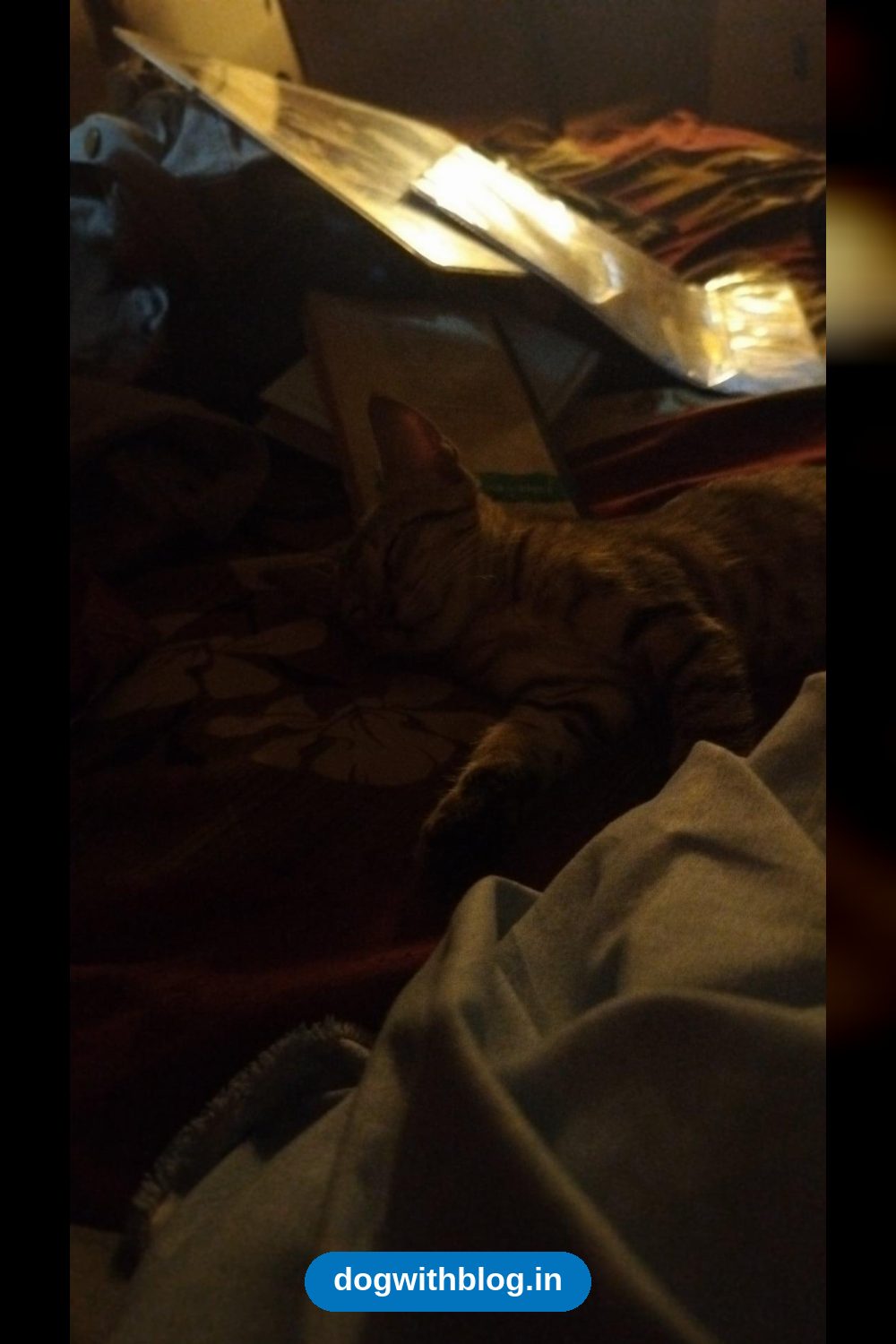 Gaitonde, a Sleepy Tabby Cat, Is Looking for a Home — Delhi NCR