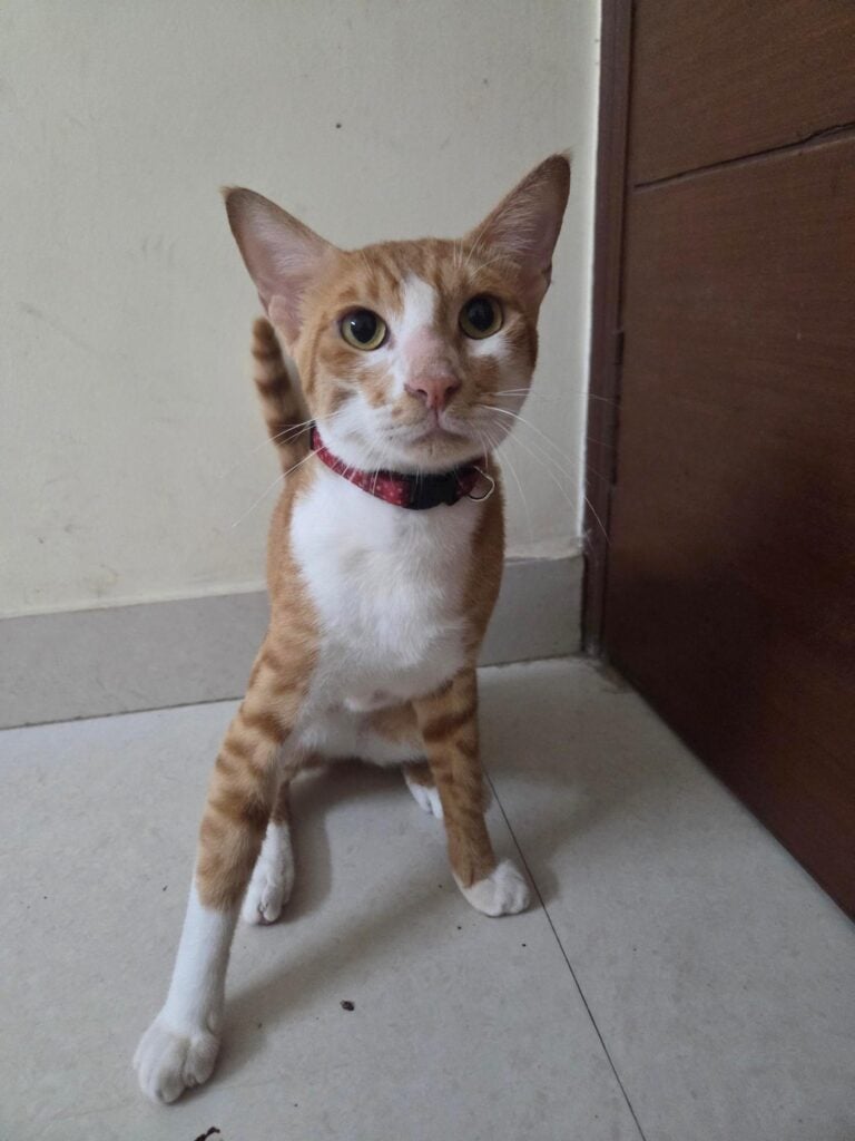 (Delhi) Yuzu is looking for his forever home - pet for adoption in Delhi NCR