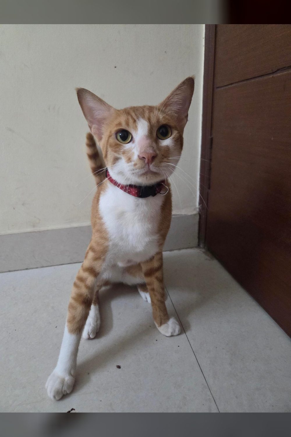 Yuzu, a One-Year-Old Neutered Indie Cat, Is Looking for His Forever Family — Delhi NCR