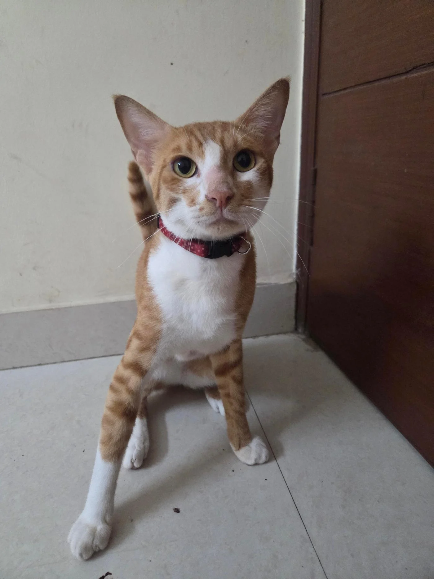 Yuzu, a One-Year-Old Neutered Indie Cat, Is Looking for His Forever Family in Delhi NCR