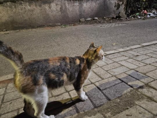 A Friendly Street Cat in Pune Is Looking for Her First Real Home, adoptable cat in Pune