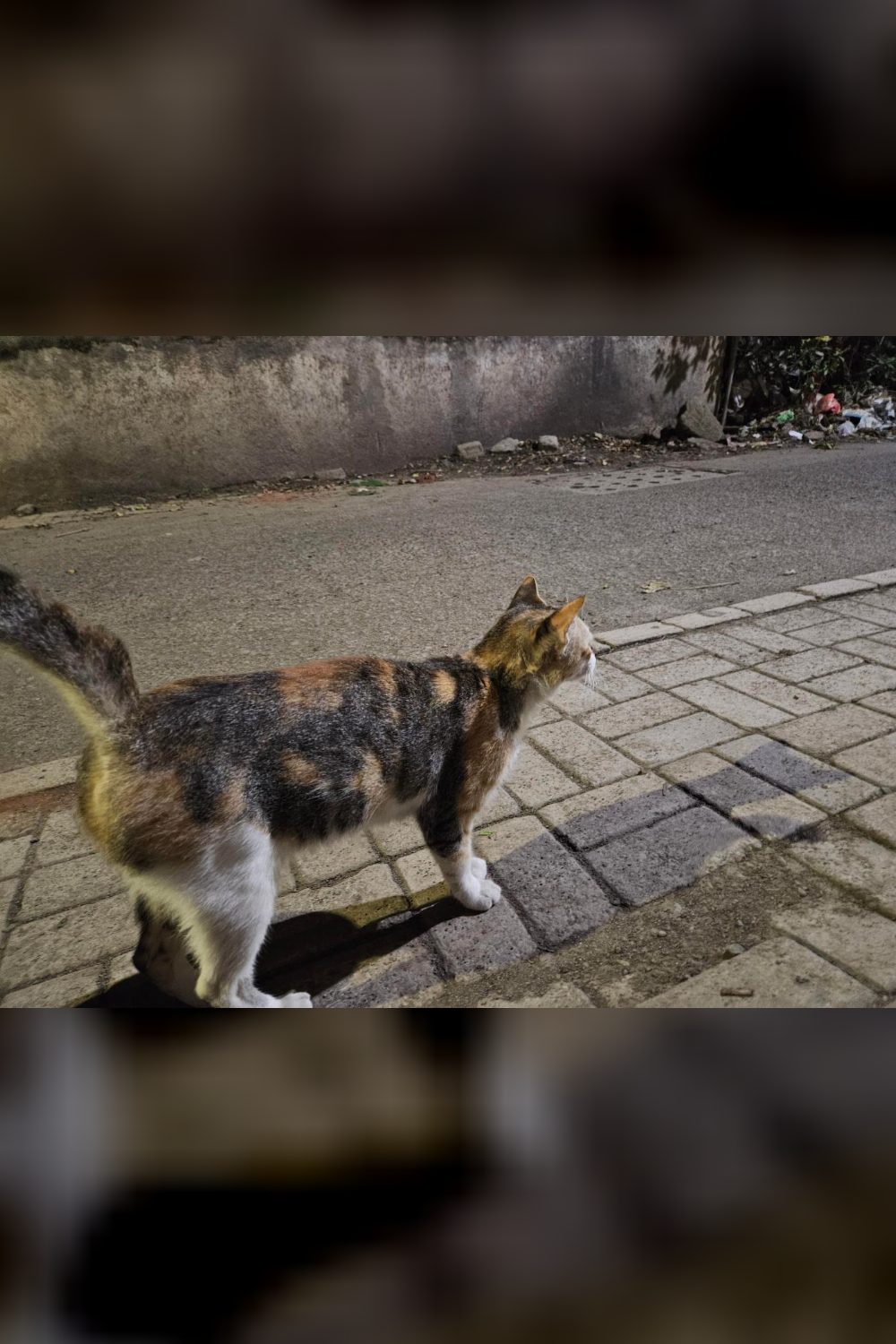 A Friendly Street Cat in Pune Is Looking for Her First Real Home