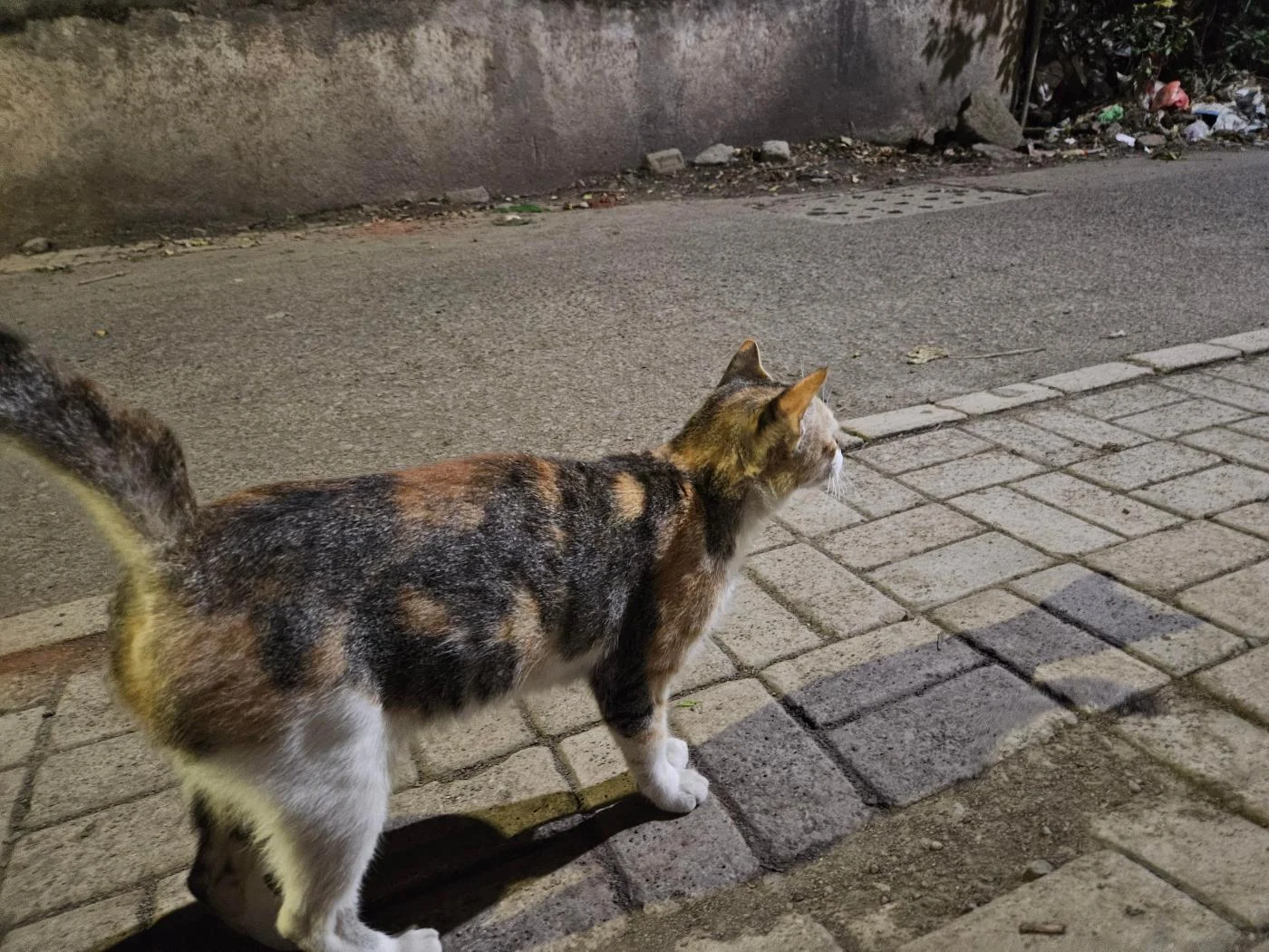 A Friendly Street Cat in Pune Is Looking for Her First Real Home